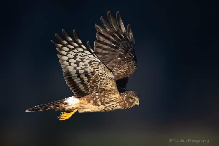 Northern harrier in late light