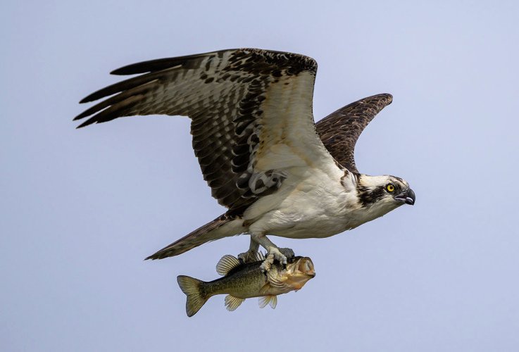 Osprey with fish
