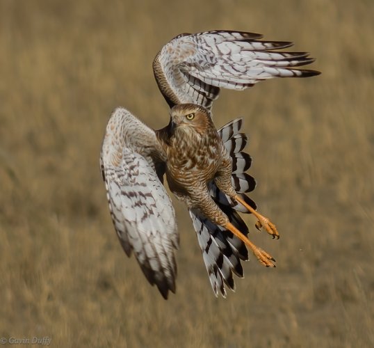 Juvenile Gabar Goshawk in flight
