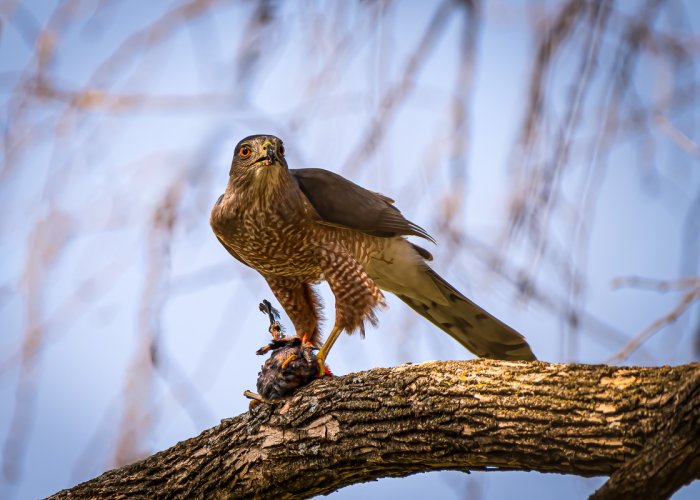 Cooper's Hawk with a Red-winged Blackbird for lunch