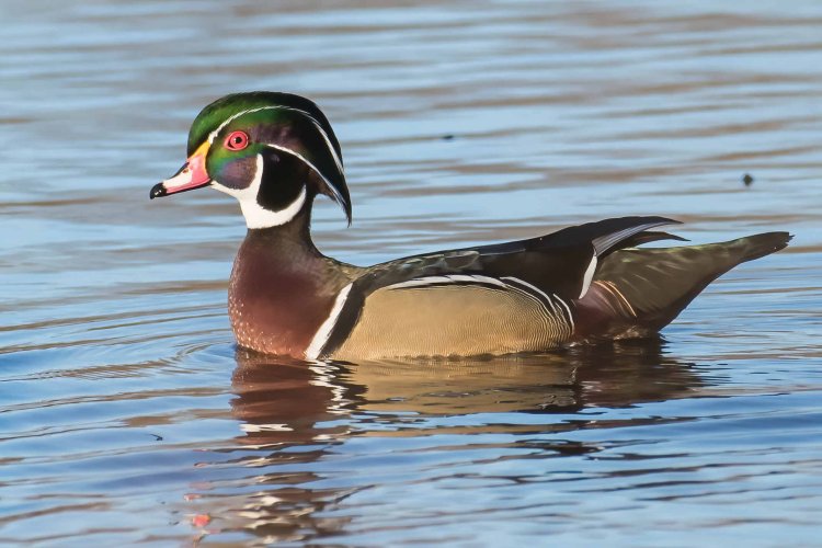 The wood duck. An early sign of spring.