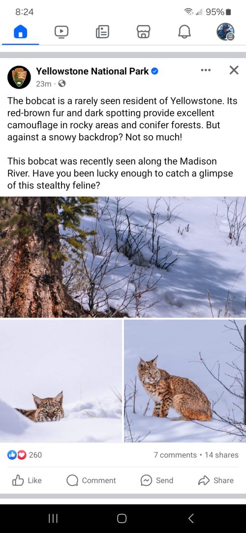 Rare Yellowstone Bobcat
