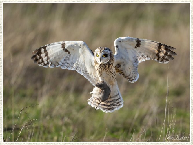 A fun morning with the Short-eared Owls...