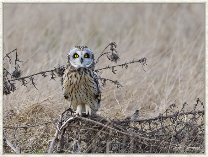 A fun morning with the Short-eared Owls...