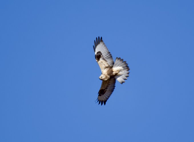 Rough Legged Hawk-SaxZim