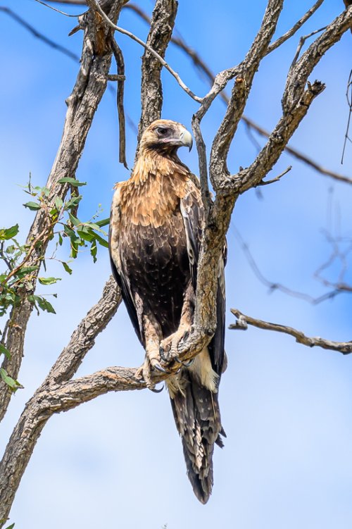 Australian wedge tail eagle