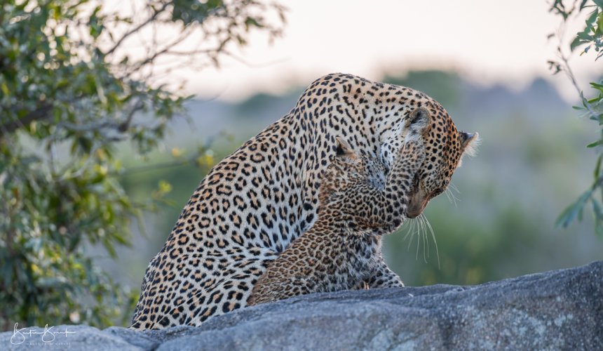 Leopard - Mother & Child