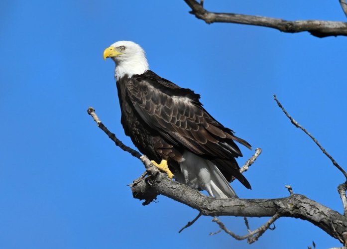 Bald Eagle -