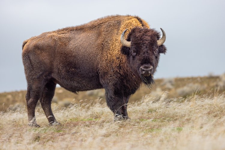 American Bison, Antelope Island State Park, UT