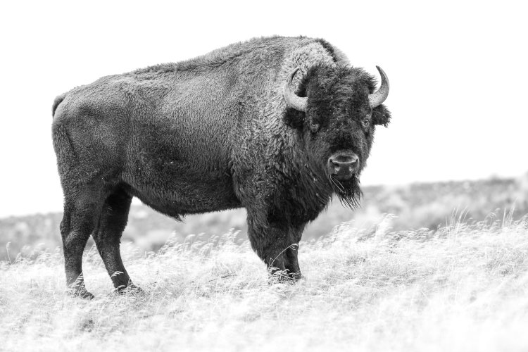 American Bison, Antelope Island State Park, UT
