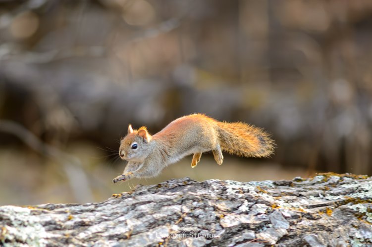 Running Red Squirrel