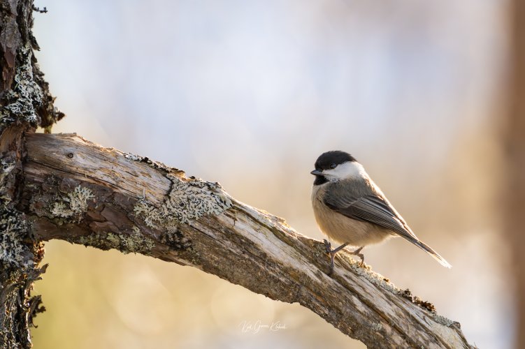 Willow Tit shot with the Nikon Z 100-400 with 1,4 tc