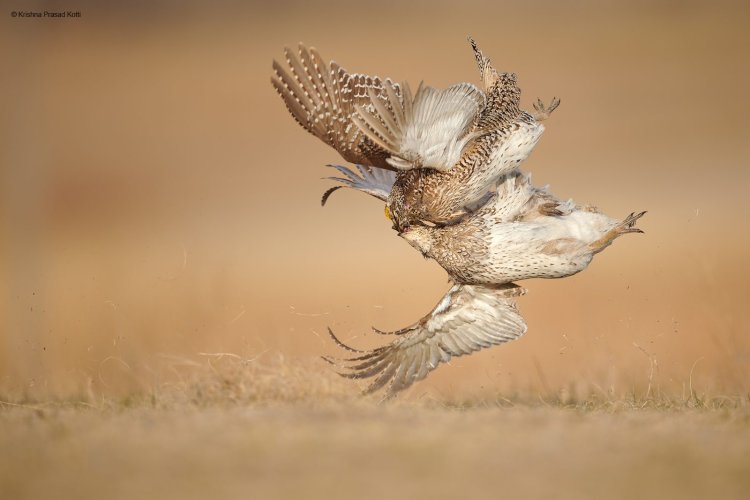 Sharptail Grouse Fighting at lek