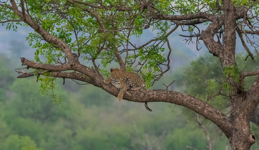 Leopard on watch