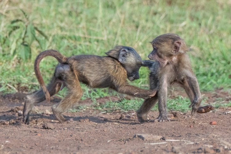 Olive-backed Baboons