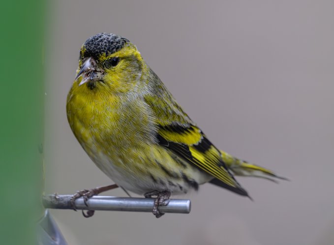  Siskin at feeder crop.jpg