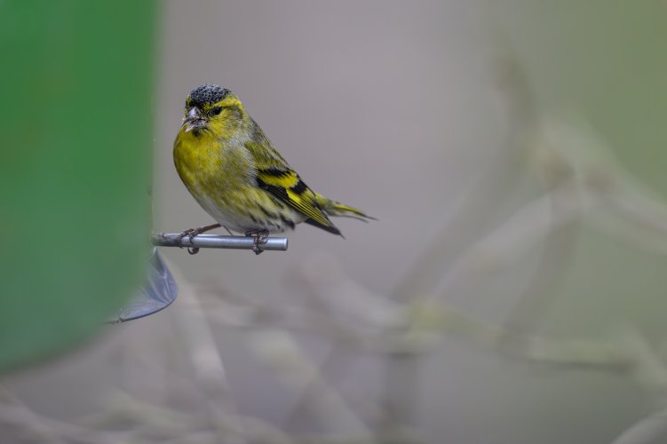 Siskin at feeder.jpg