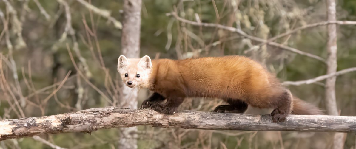 Pine Martin crossing a branch in the Sax-Zim Bog in NW Minnesota.