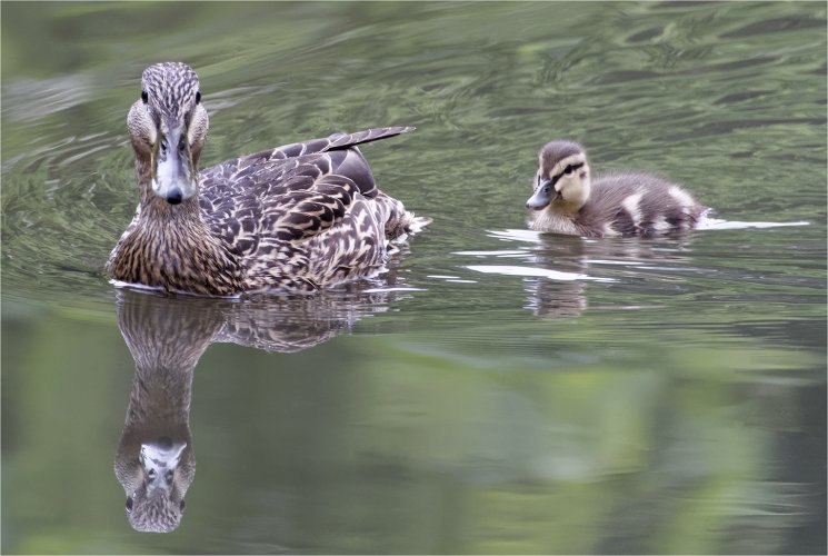 Ducks swimming.jpg