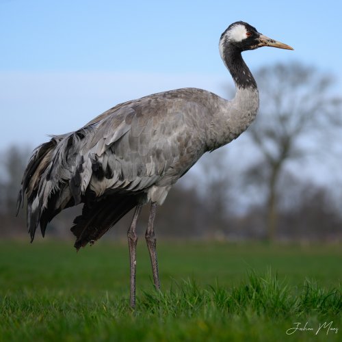 Common crane (low angle)