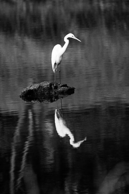 Medium Egret (Ardea intermedia) Reflection