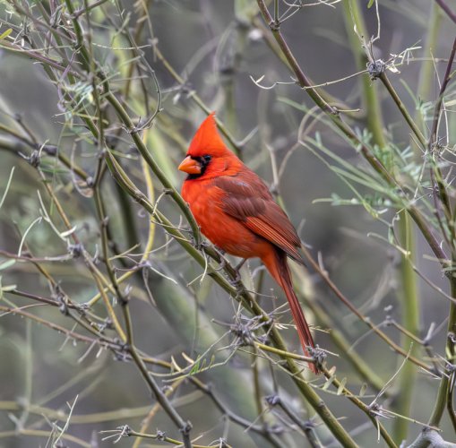 Cardinal in the Desert