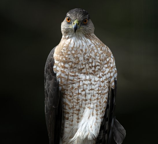 Cooper's Hawk