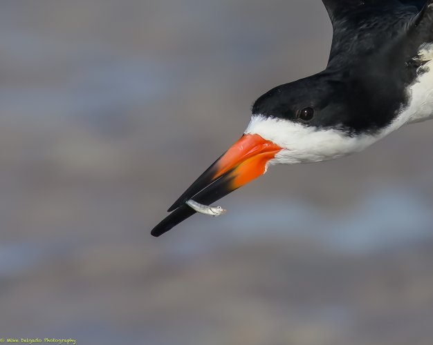 Black Skimmer with fish.