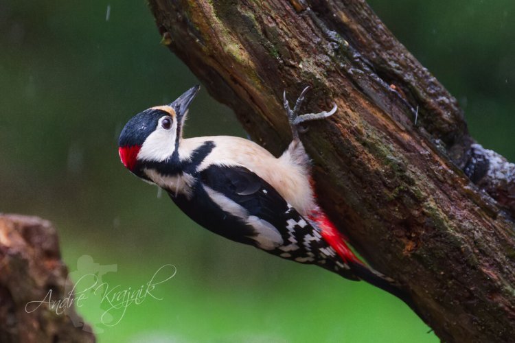 great spotted woodpecker (male)