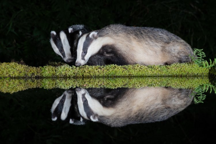 Badgers at night with reflection