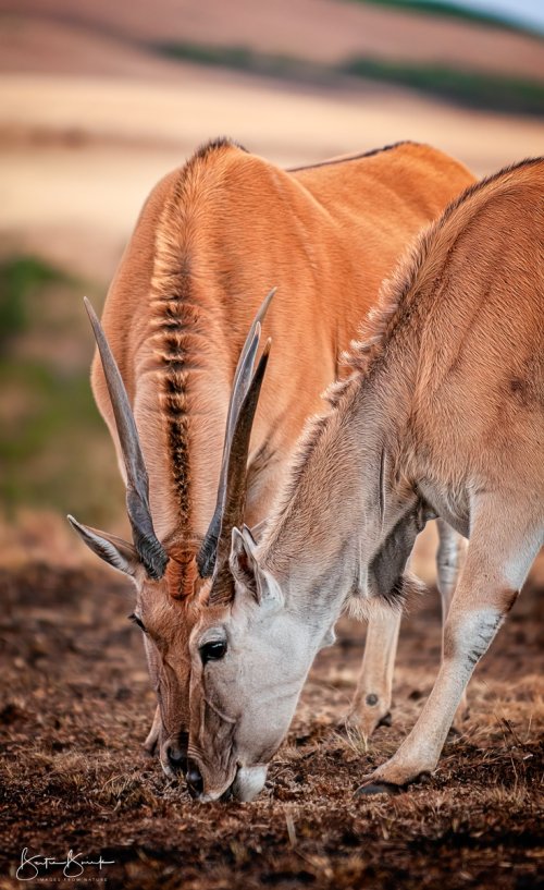 Eland on burnt veldt