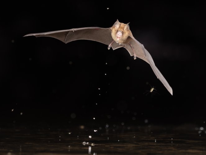 BIF - Bats in Flight