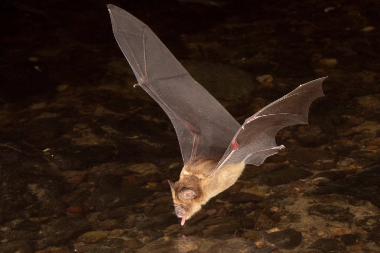 BIF - Bats in Flight