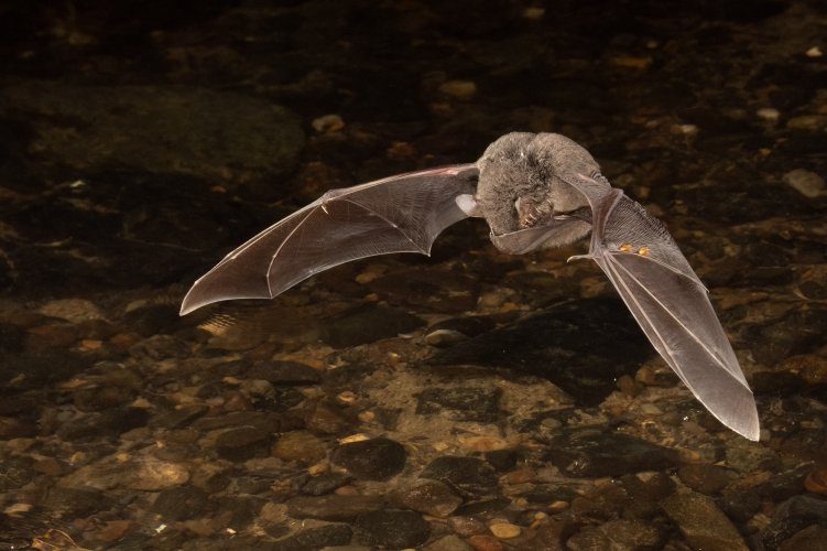 BIF - Bats in Flight