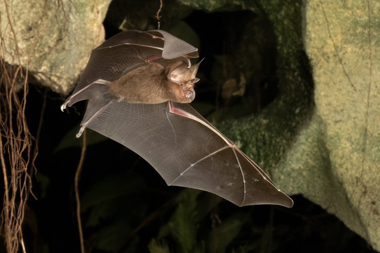 BIF - Bats in Flight
