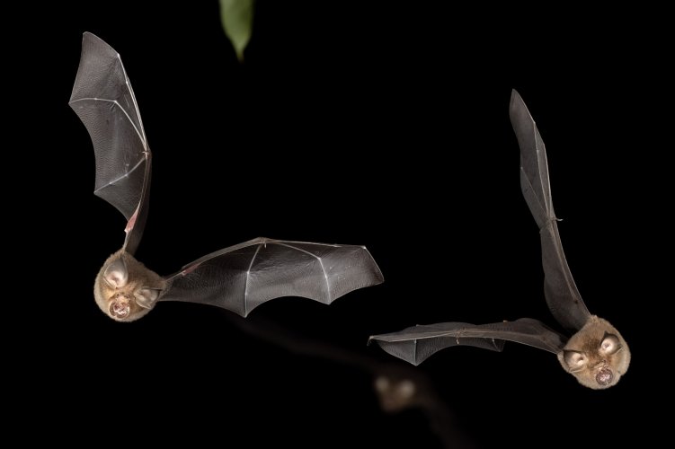 BIF - Bats in Flight