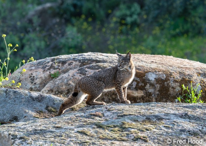 Trip Report: Iberian Lynx