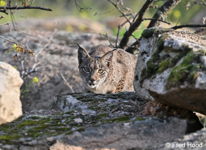 Trip Report: Iberian Lynx