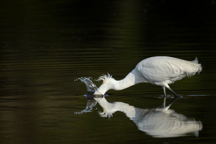 Snowy Egrets and.... Light