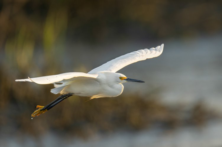 Snowy Egrets and.... Light