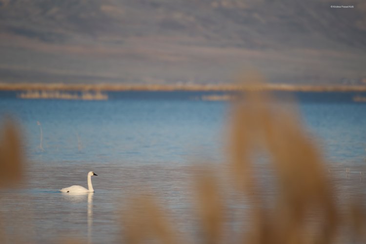 Tundra Swan in Utah
