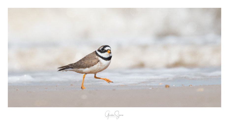 I Know You Are There - Running Ringed Plover