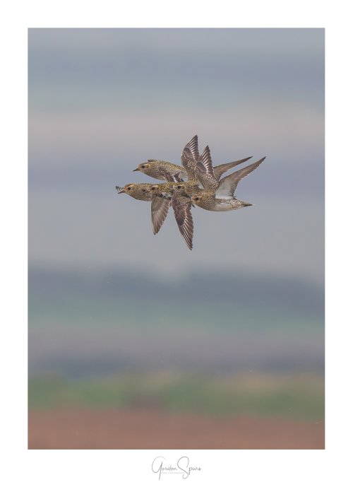 A Golden Flight - The Golden Plover