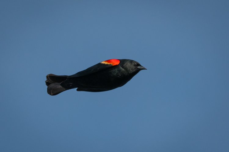 Red-winged Blackbirds in Flight