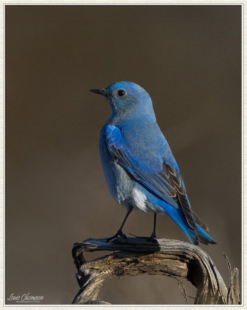 Mountain Bluebirds...