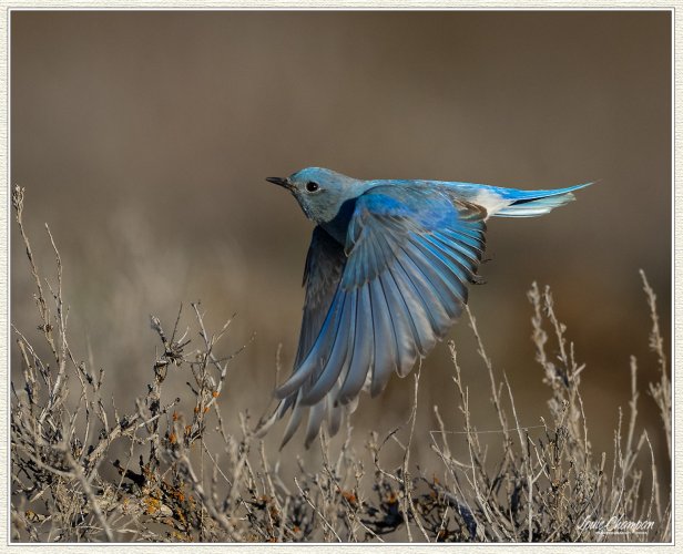 Mountain Bluebirds...