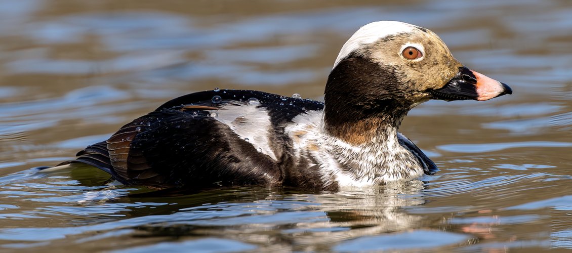 Long-tailed Duck