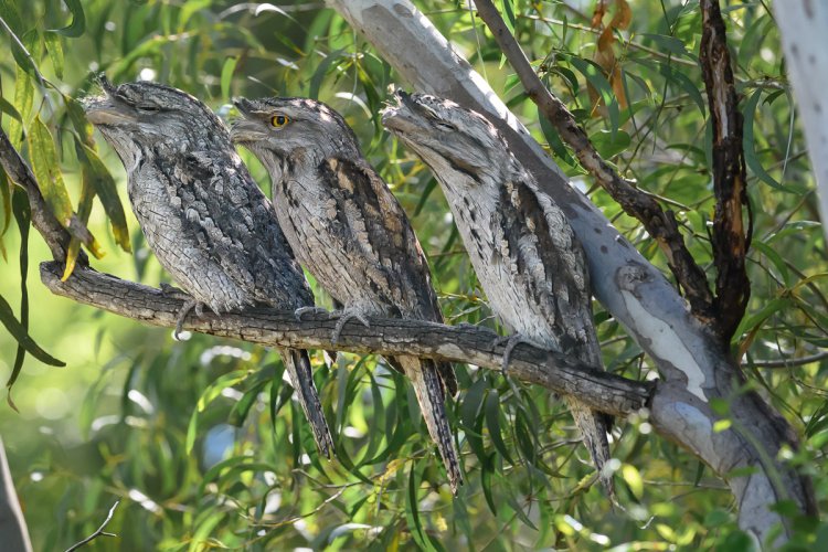 A trio of frogmouths in a row