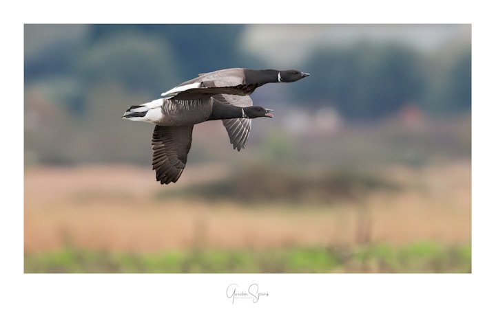 One Calling Goose - Brent Geese Flyby