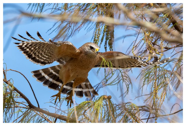 Nesting Red-shouldered Hawk